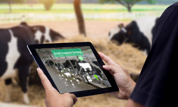 گاوداری هوشمند، smart livestock، livestock، سیستم هوشمند